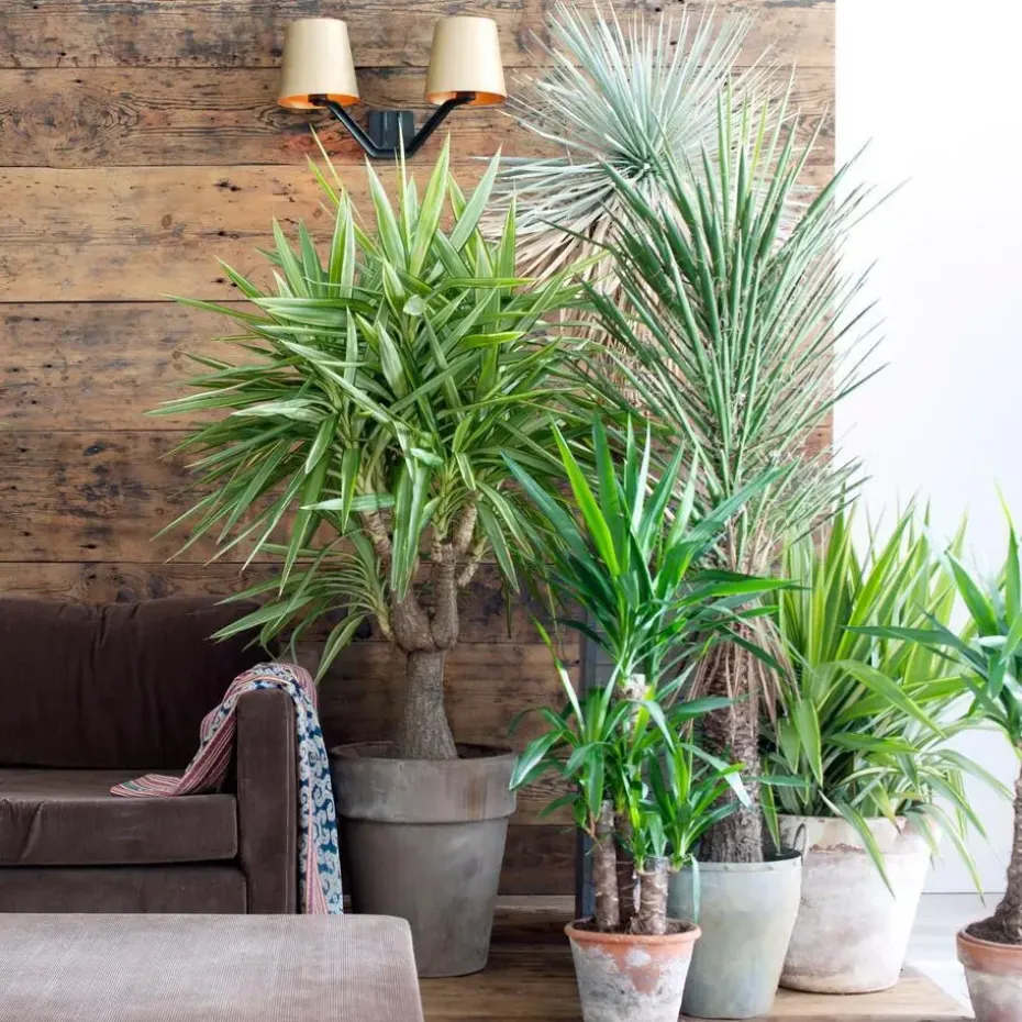 Palmlelie - Set van 3 - Yucca elephantipes - Hoogte 50-60cm - ⌀14cm