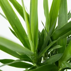 Palmlelie - Set van 6 - Yucca elephantipes - Hoogte 50-60cm - ⌀14cm