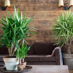 Palmlelie - Set van 6 - Yucca elephantipes - Hoogte 50-60cm - ⌀14cm