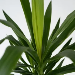 Palmlelie - Set van 6 - Yucca elephantipes - Hoogte 50-60cm - ⌀14cm