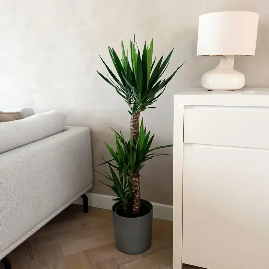 Palmlelie - Yucca elephantipes - Hoogte 130-140cm - ⌀24cm