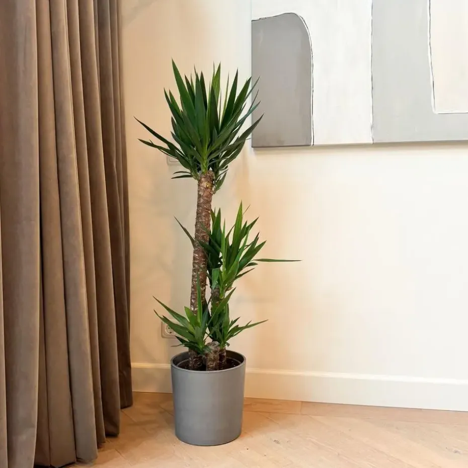Palmlelie - Yucca elephantipes - Hoogte 130-140cm - ⌀24cm