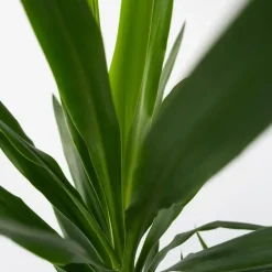 Palmlelie met mand - Yucca elephantipes - Hoogte 70-80cm - ⌀21cm