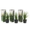 Pampasgras - Set van 3 - Cortaderia selloana - Hoogte 25-40cm - ⌀9cm