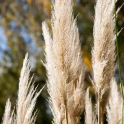 Pampasgras - Set van 3 - Cortaderia selloana - Hoogte 25-40cm - ⌀9cm