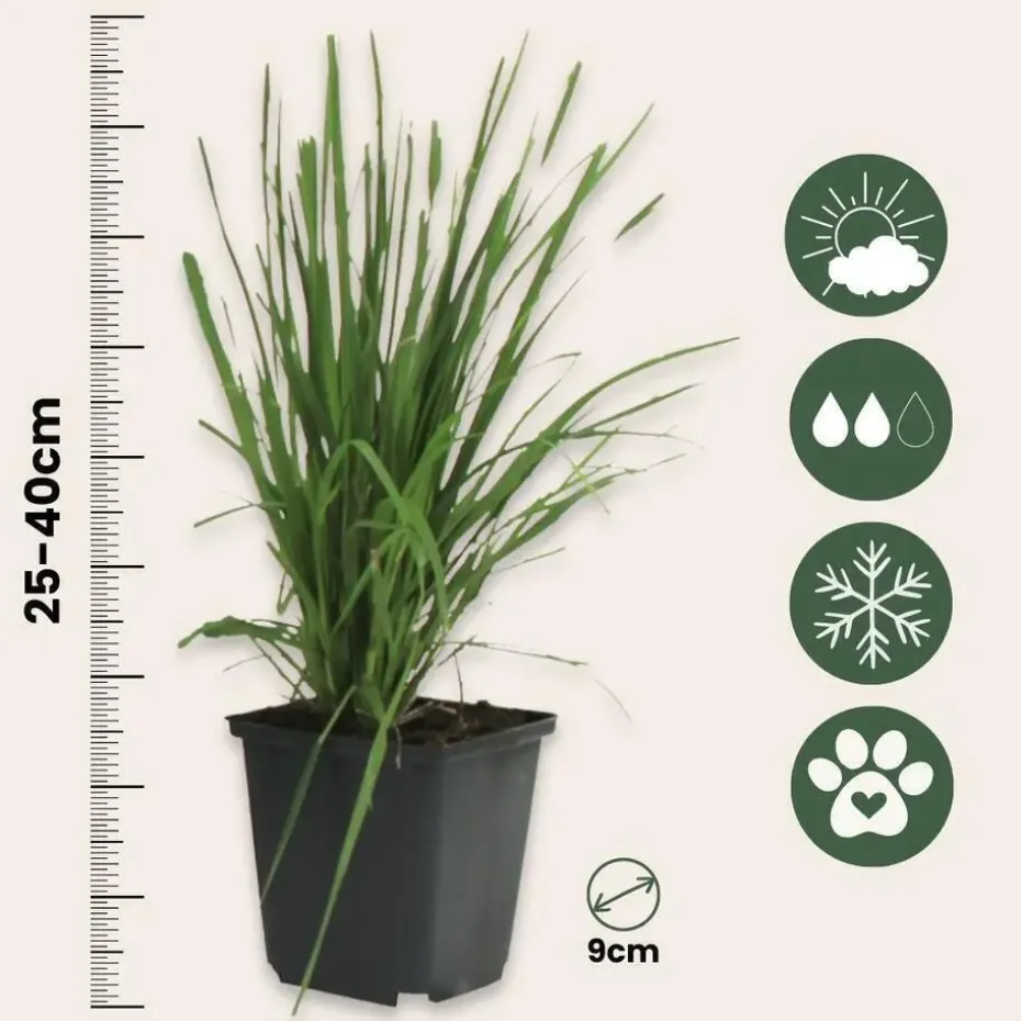 Pampasgras - Set van 3 - Cortaderia selloana - Hoogte 25-40cm - ⌀9cm