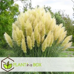 Pampasgras - Set van 3 - Cortaderia selloana - Hoogte 25-40cm - ⌀9cm