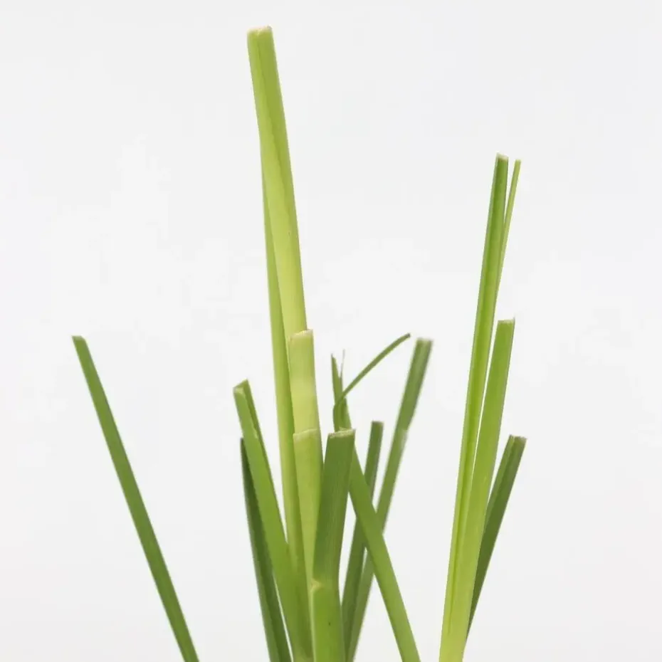 Pampasgras - Set van 6 - Cortaderia selloana - Hoogte 25-40cm - ⌀9cm