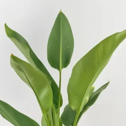 Paradijsvogelbloem - Set van 3 - Strelitzia reginea - Hoogte 25-40cm - ⌀9cm
