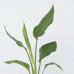 Paradijsvogelbloem - Set van 3 - Strelitzia reginea - Hoogte 25-40cm - ⌀9cm