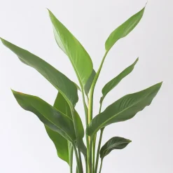 Paradijsvogelbloem - Set van 3 - Strelitzia reginea - Hoogte 25-40cm - ⌀9cm