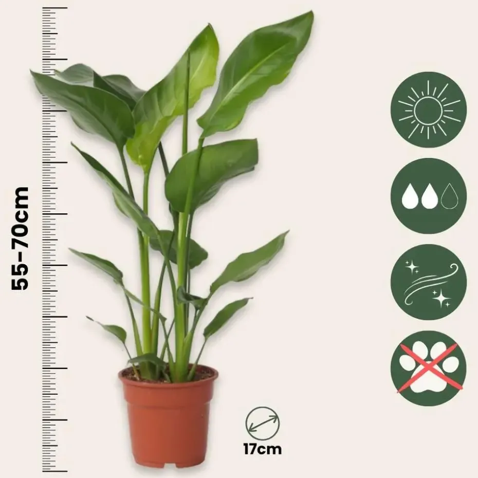Paradijsvogelplant - Set van 2 - Strelitzia nicolai - Hoogte 55-70cm - ⌀17cm