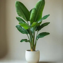Paradijsvogelplant - Set van 2 - Strelitzia nicolai - Hoogte 55-70cm - ⌀17cm