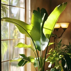 Paradijsvogelplant - Set van 2 - Strelitzia nicolai - Hoogte 55-70cm - ⌀17cm