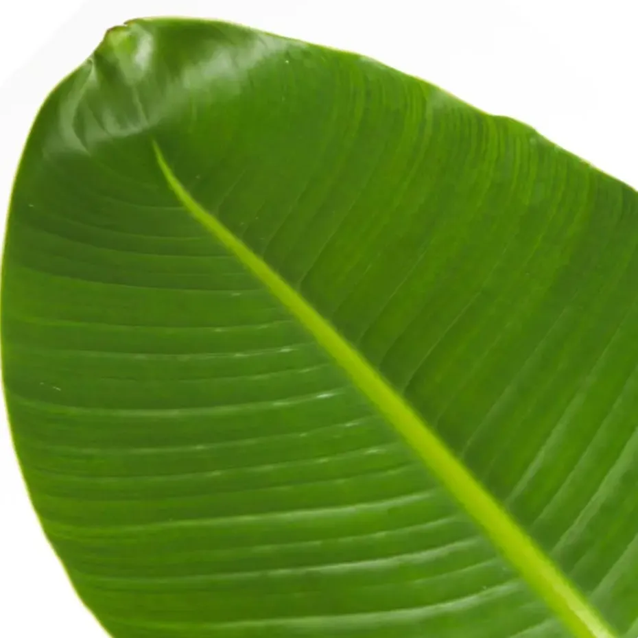 Paradijsvogelplant - Strelitzia nicolai - Hoogte 55-70cm - ⌀17cm