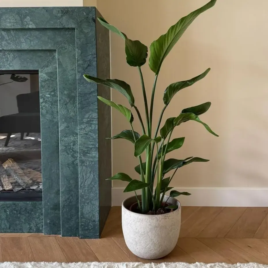 Paradijsvogelplant - Strelitzia nicolai - Hoogte 90-110cm - ⌀21cm