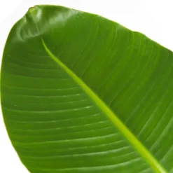 Paradijsvogelplant - Strelitzia nicolai - Hoogte 90-110cm - ⌀21cm