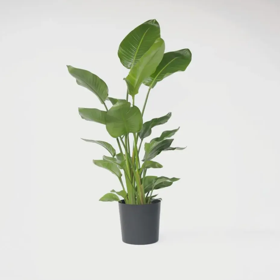 Paradijsvogelplant - Strelitzia nicolai - Hoogte 150-170cm - ⌀28cm