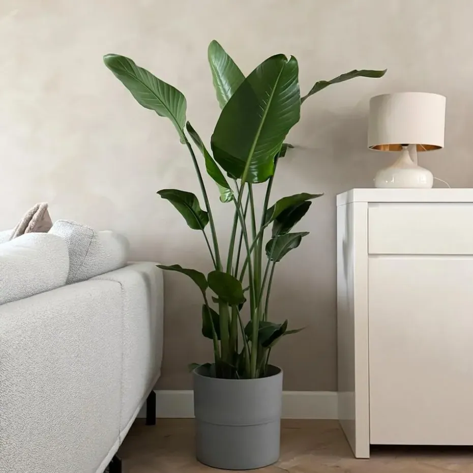Paradijsvogelplant - Strelitzia nicolai - Hoogte 150-170cm - ⌀28cm