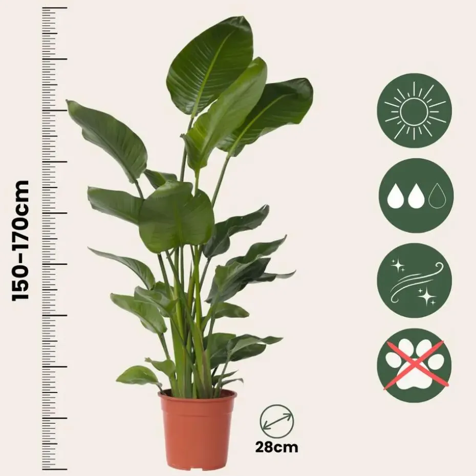 Paradijsvogelplant - Strelitzia nicolai - Hoogte 150-170cm - ⌀28cm