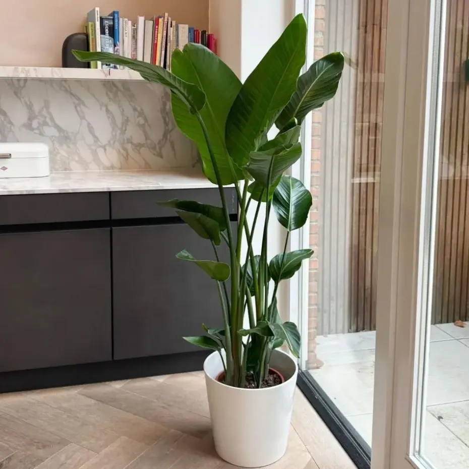 Paradijsvogelplant - Strelitzia nicolai - Hoogte 150-170cm - ⌀28cm