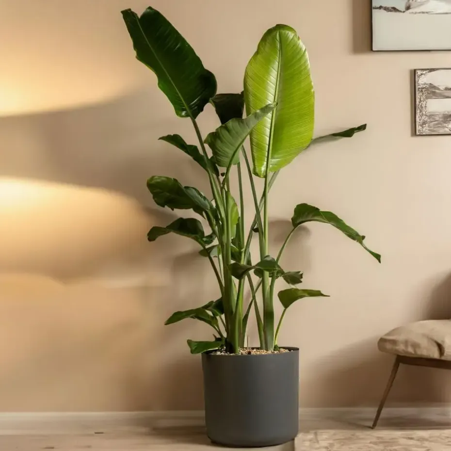 Paradijsvogelplant - Strelitzia nicolai - Hoogte 150-170cm - ⌀28cm