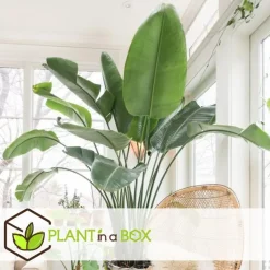 Paradijsvogelplant met mand - Strelitzia nicolai - Hoogte 55-70cm - ⌀17cm