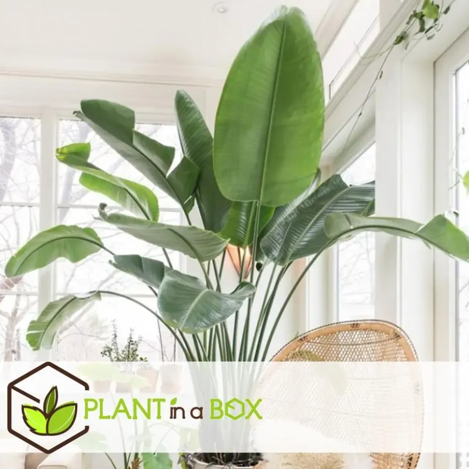 Paradijsvogelplant met mand - Strelitzia nicolai - Hoogte 55-70cm - ⌀17cm