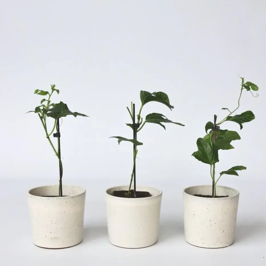 Passiebloem - Set van 3 - Passiflora edulis 'Frederick' - Hoogte 25-40cm - ⌀9cm