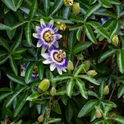 Passiebloem - Set van 3 - Passiflora edulis 'Frederick' - Hoogte 25-40cm - ⌀9cm