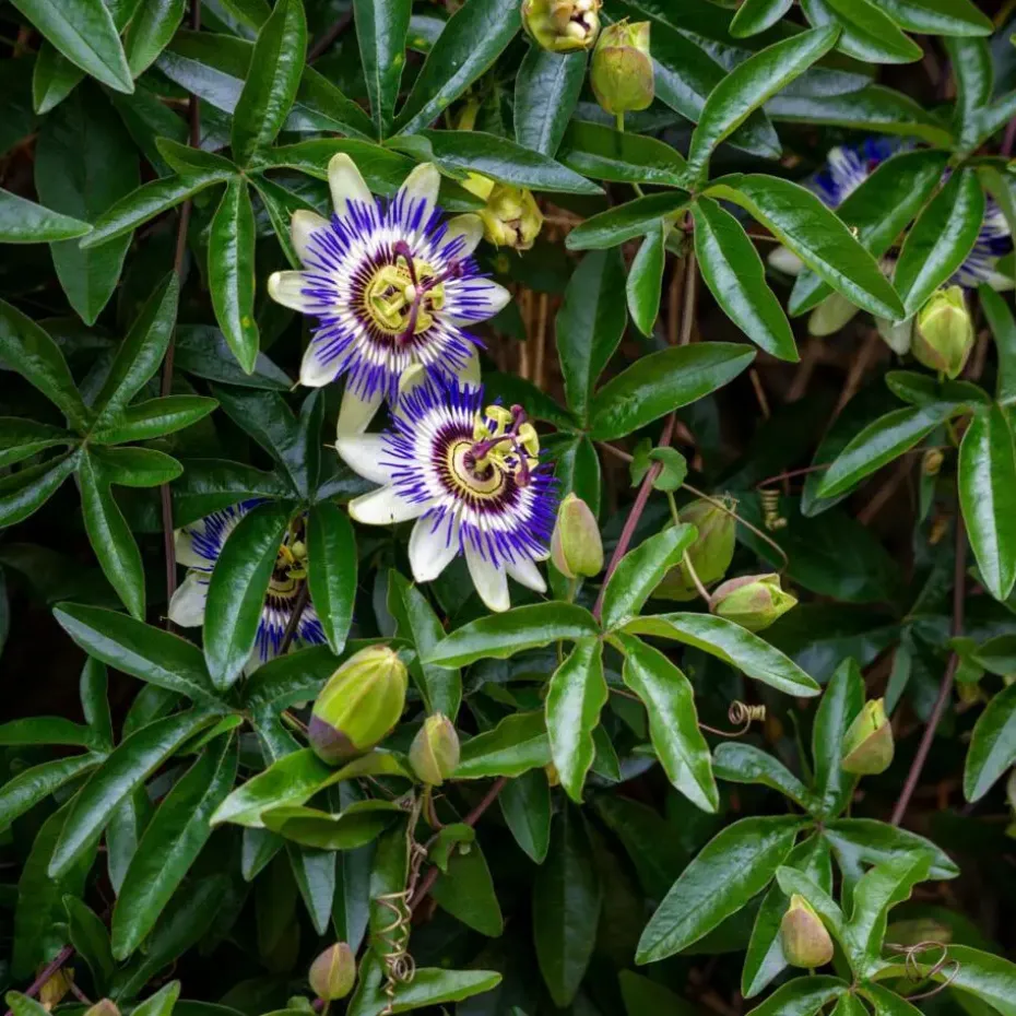 Passiebloem - Set van 3 - Passiflora edulis 'Frederick' - Hoogte 25-40cm - ⌀9cm
