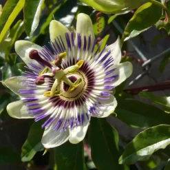 Passiebloem - Set van 3 - Passiflora edulis 'Frederick' - Hoogte 25-40cm - ⌀9cm