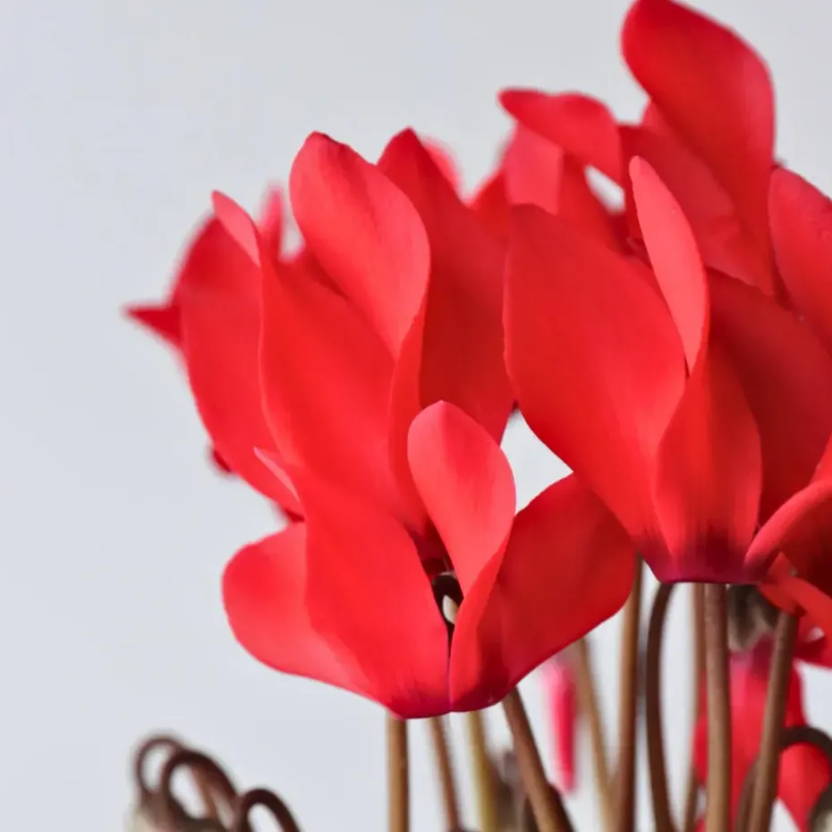 Perzisch cyclaam - Set van 6 - Cyclamen Winfall Scarlet - Hoogte 10-20cm - ⌀9cm