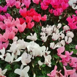 Perzisch cyclaam - Set van 3 - Cyclamen persicum - Hoogte 10-20cm - ⌀9cm