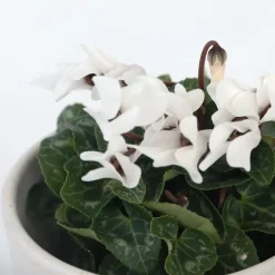 Perzisch cyclaam - Set van 3 - Cyclamen persicum - Hoogte 10-20cm - ⌀9cm