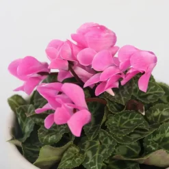Perzisch cyclaam - Set van 3 - Cyclamen persicum - Hoogte 10-20cm - ⌀9cm