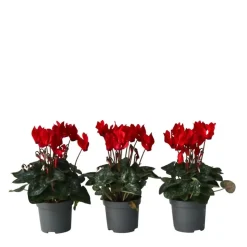 Perzisch cyclaam - Set van 3 - Cyclamen Winfall Scarlet - Hoogte 10-20cm - ⌀9cm