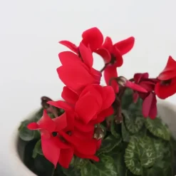 Perzisch cyclaam - Set van 3 - Cyclamen Winfall Scarlet - Hoogte 10-20cm - ⌀9cm