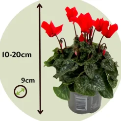 Perzisch cyclaam - Set van 3 - Cyclamen Winfall Scarlet - Hoogte 10-20cm - ⌀9cm