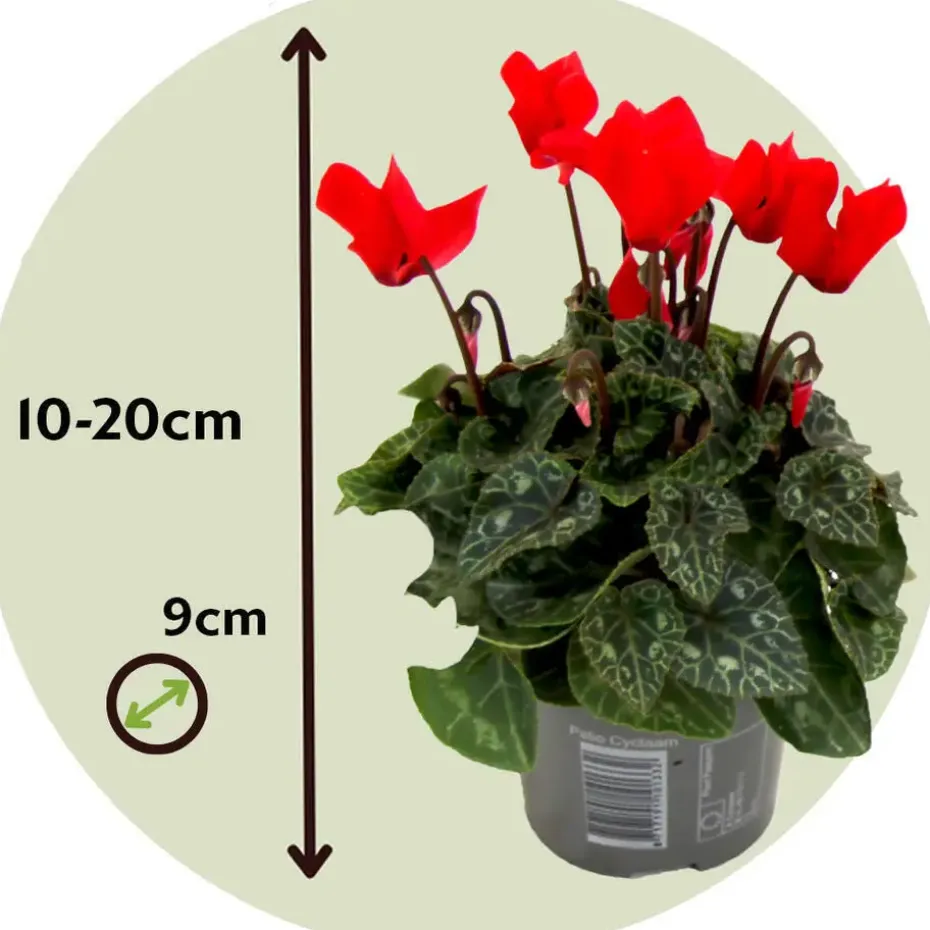 Perzisch cyclaam - Set van 3 - Cyclamen Winfall Scarlet - Hoogte 10-20cm - ⌀9cm