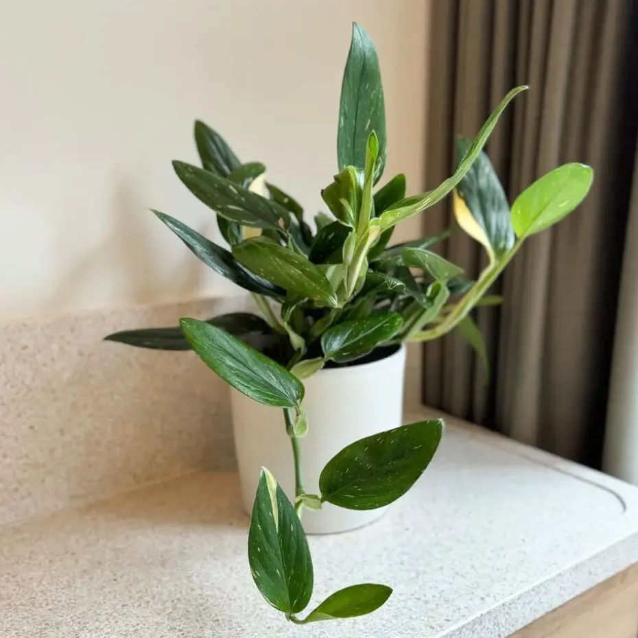 Philodendron - Philodendron Cobra - Hoogte 55-65cm - ⌀19cm