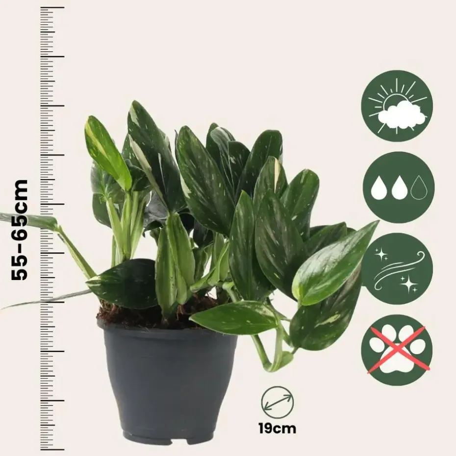 Philodendron - Philodendron Cobra - Hoogte 55-65cm - ⌀19cm