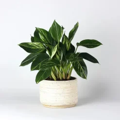 Philodendron - Philodendron Cobra - Hoogte 55-65cm - ⌀19cm