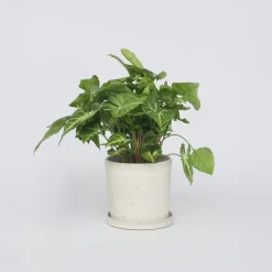 Pijlplant - Syngonium podophyllum 'Pixie' - Hoogte 25-40cm - ⌀12cm