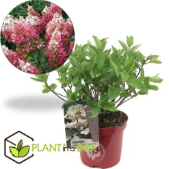 Pluimhortensia - Hydrangea paniculata 'Wim's Red' - Hoogte 25-40cm - ⌀19cm