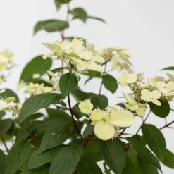 Pluimhortensia - Hydrangea paniculata 'Wim's Red' - Hoogte 25-40cm - ⌀19cm