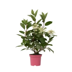 Pluimhortensia - Hydrangea paniculata 'Early Harry' - Hoogte 25-40cm - ⌀19cm