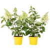 Pluimhortensia - Set van 2 - Hydrangea 'Candlelight' - Hoogte 25-40cm - ⌀19cm
