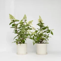 Pluimhortensia - Set van 2 - Hydrangea 'Pinky Winky' - Hoogte 25-40cm - ⌀19cm