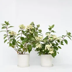Pluimhortensia - Set van 2 - Hydrangea 'Wim's Red' - Hoogte 25-40cm - ⌀19cm